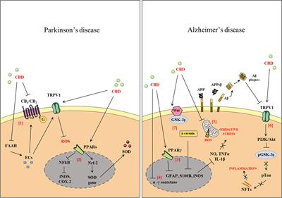 From Cannabis sativa to Cannabidiol: Promising Therapeutic Candidate for the Treatment of Neurodegenerative Diseases